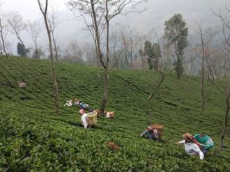 First Flush Darjeeling Namring Upper 2022 - FTGFOP1